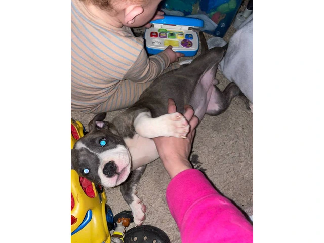 American Bully Blue Nose Puppies - 4/4