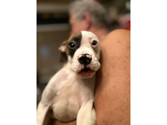 10 weeks old American Bulldog pups - 2/4