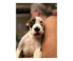 10 weeks old American Bulldog pups - 2