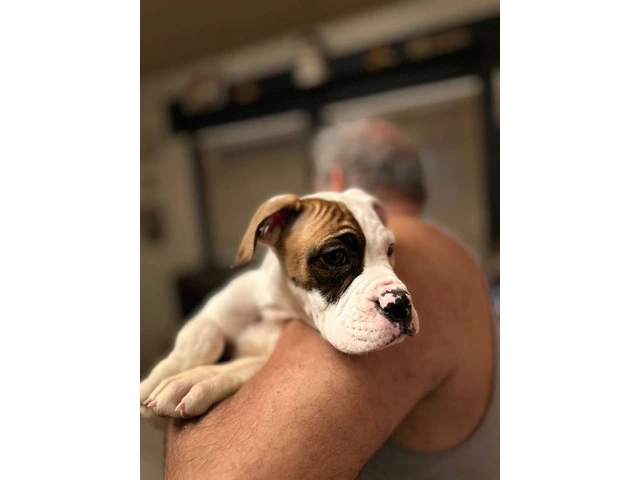 10 weeks old American Bulldog pups - 3/4