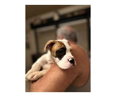 10 weeks old American Bulldog pups - 3