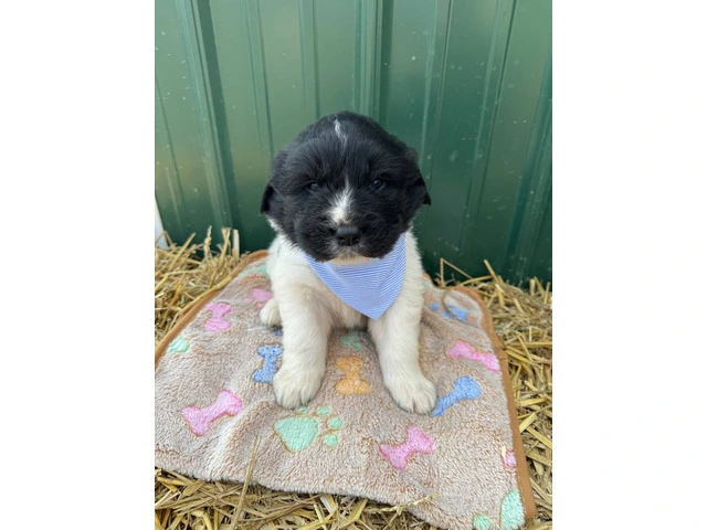 Newfie Great Pyrenees mix puppies for sale - 1/10