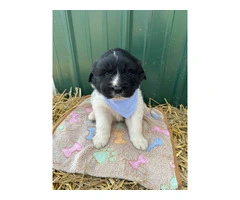 Newfie Great Pyrenees mix puppies for sale - 1