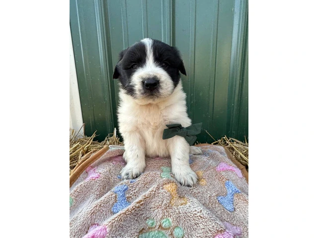 Newfie Great Pyrenees mix puppies for sale - 2/10
