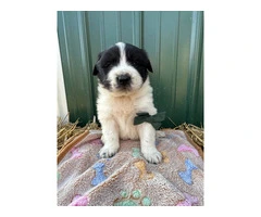 Newfie Great Pyrenees mix puppies for sale - 2