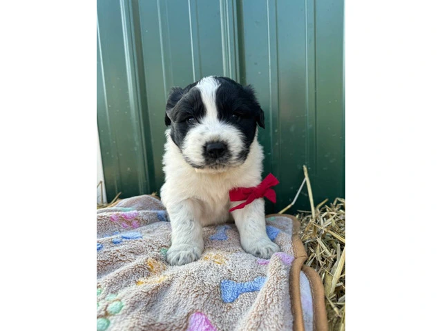 Newfie Great Pyrenees mix puppies for sale - 3/10