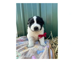 Newfie Great Pyrenees mix puppies for sale - 3
