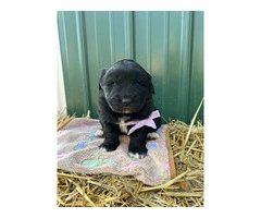 Newfie Great Pyrenees mix puppies for sale - 4