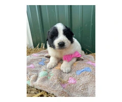 Newfie Great Pyrenees mix puppies for sale - 6