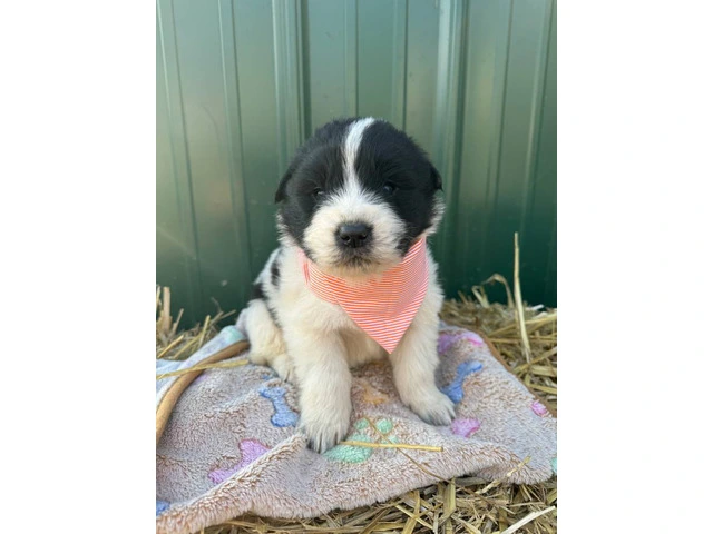 Newfie Great Pyrenees mix puppies for sale - 7/10