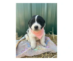 Newfie Great Pyrenees mix puppies for sale - 7