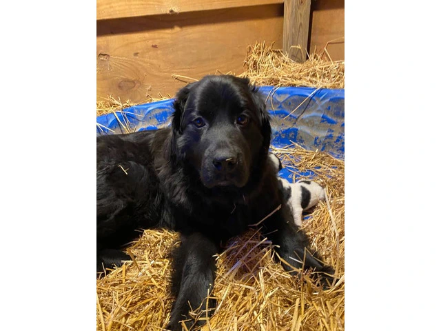 Newfie Great Pyrenees mix puppies for sale - 8/10