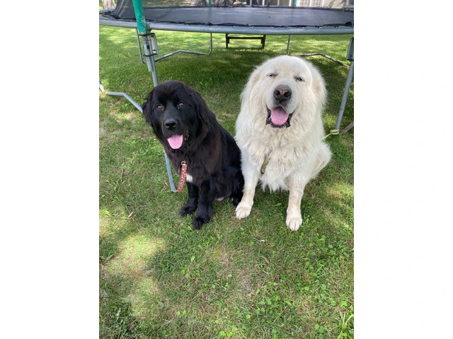 Newfie Great Pyrenees mix puppies for sale - 10/10