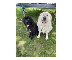 Newfie Great Pyrenees mix puppies for sale - 10