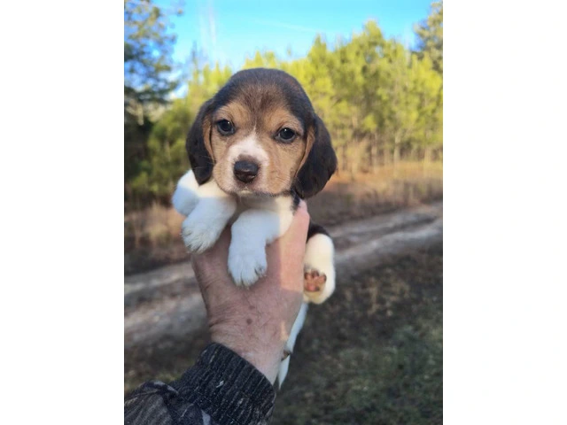 6 full blooded short leg pocket beagles - 1/12