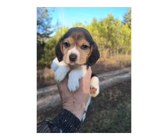 6 full blooded short leg pocket beagles - 1