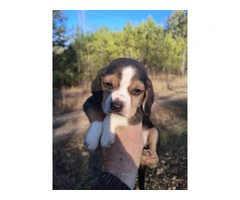 6 full blooded short leg pocket beagles - 9
