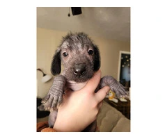 3 Peruvian Inca Orchid Puppies Available