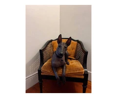 Young Xoloitzcuintli puppy needs a good home - 1