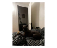 Young Xoloitzcuintli puppy needs a good home - 3