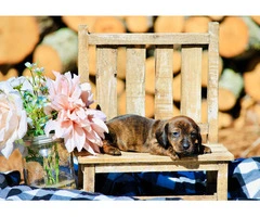 Dapple smooth Mini Dachshund puppies for sale