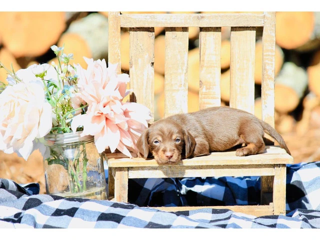 Dapple smooth Mini Dachshund puppies for sale - 3/10