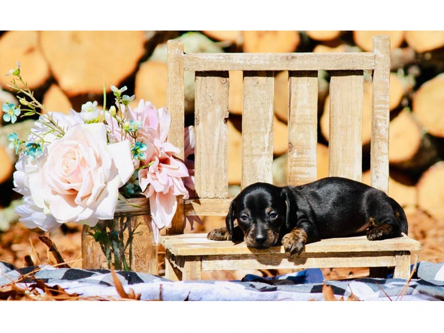 Dapple smooth Mini Dachshund puppies for sale - 4/10