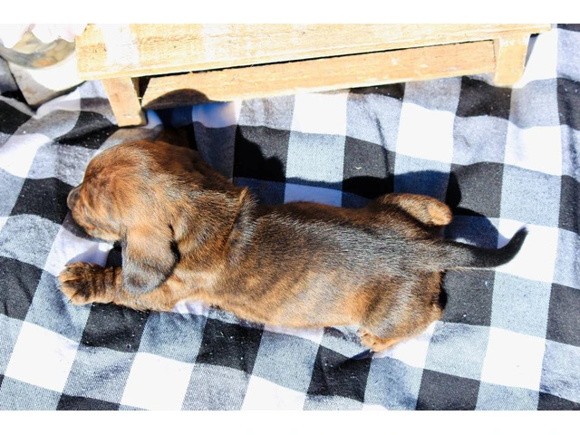 Dapple smooth Mini Dachshund puppies for sale - 6/10