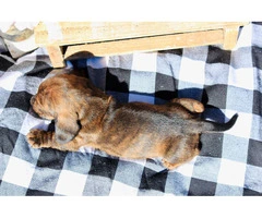 Dapple smooth Mini Dachshund puppies for sale - 6