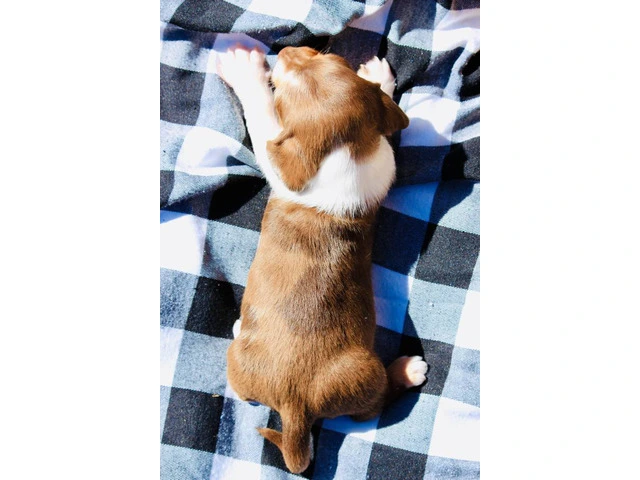 Dapple smooth Mini Dachshund puppies for sale - 7/10
