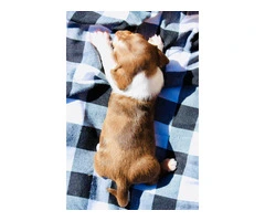 Dapple smooth Mini Dachshund puppies for sale - 7