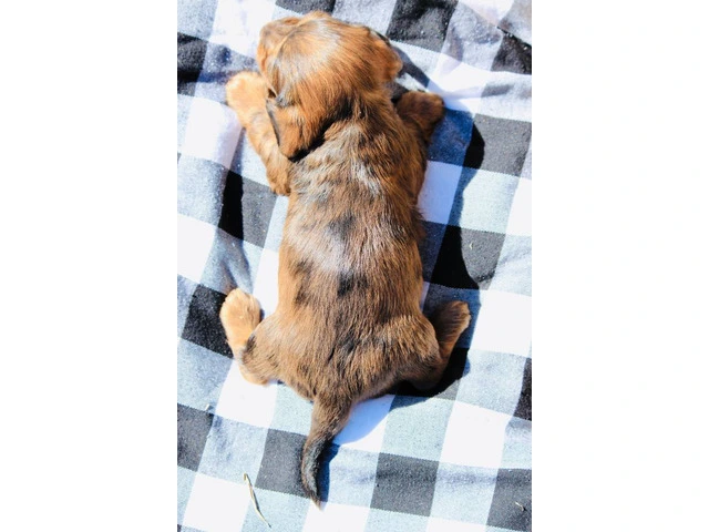 Dapple smooth Mini Dachshund puppies for sale - 8/10