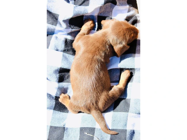 Dapple smooth Mini Dachshund puppies for sale - 9/10