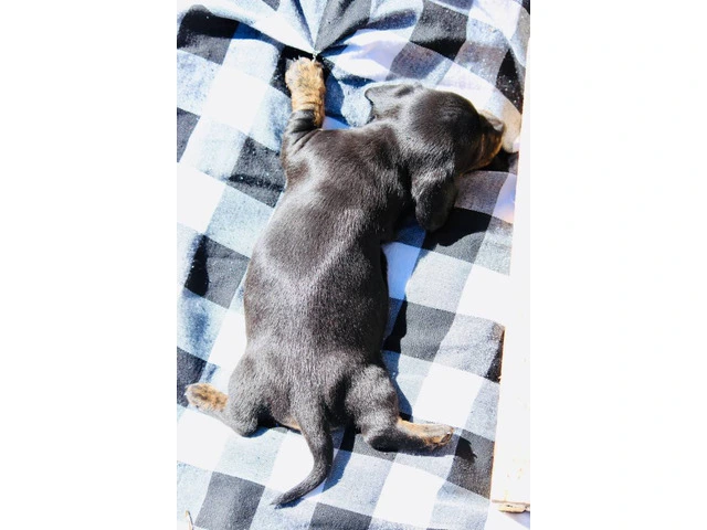 Dapple smooth Mini Dachshund puppies for sale - 10/10