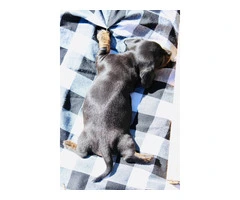 Dapple smooth Mini Dachshund puppies for sale - 10