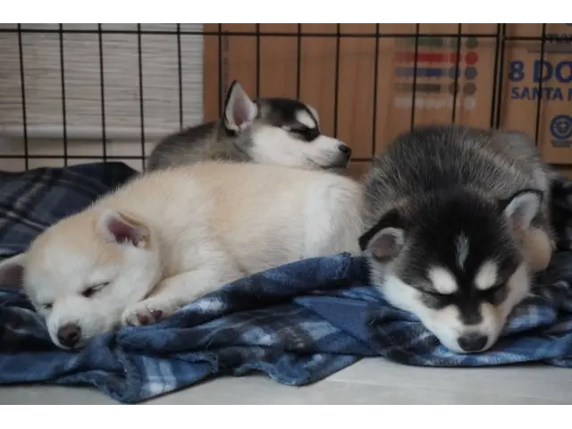 4 Alaskan Klee Kai puppies for sale - 15/19