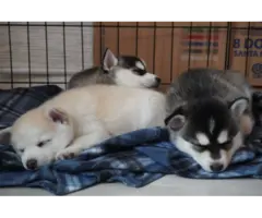 4 Alaskan Klee Kai puppies for sale - 15
