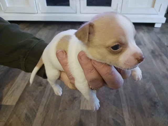 8 weeks old Rat Terrier Puppies - 1/4