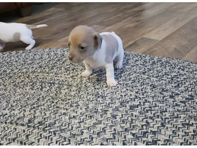 8 weeks old Rat Terrier Puppies - 2/4