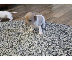 8 weeks old Rat Terrier Puppies - 2