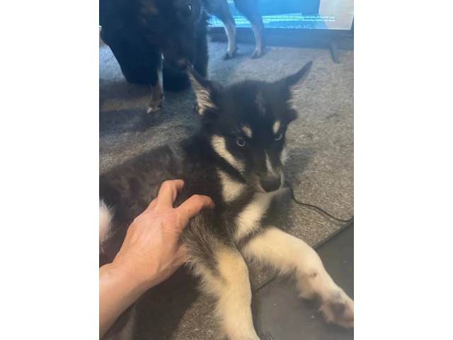 2 Pomsky pups need new home ASAP - 1/2