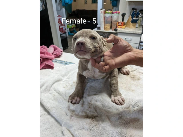 3 blue fawn pitbull puppies for sale - 2/3