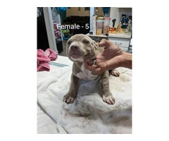 3 blue fawn pitbull puppies for sale - 2