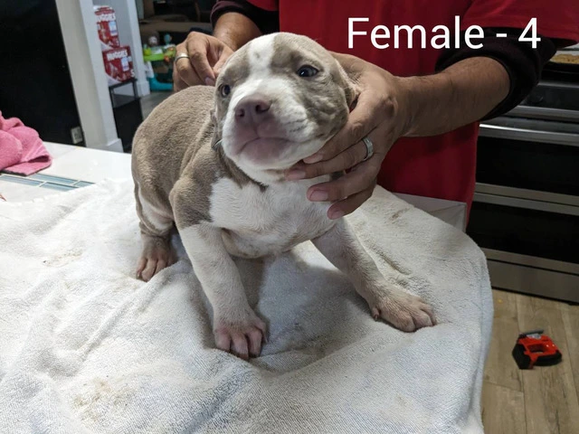 3 blue fawn pitbull puppies for sale - 3/3