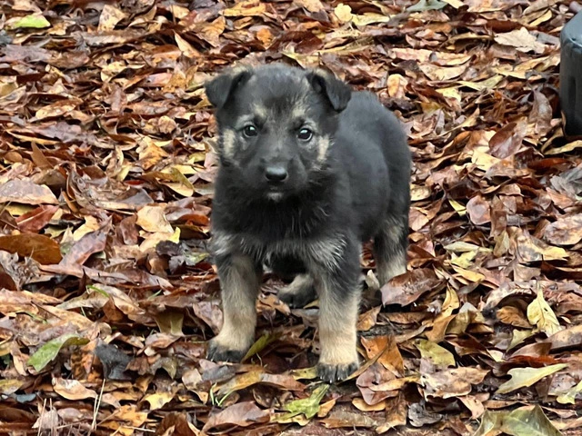 Healthy Shepinois puppies for adoption - 6/7
