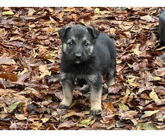 Healthy Shepinois puppies for adoption - 6