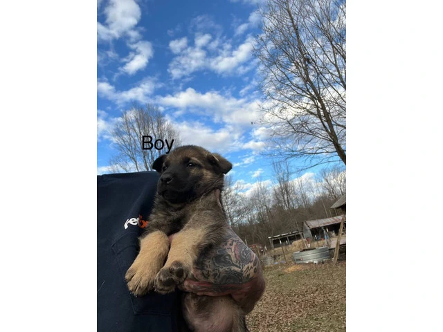 Healthy Shepinois puppies for adoption - 7/7