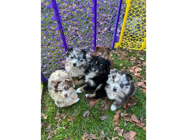 Merle and tri Australian Shepherd puppies - 1/5