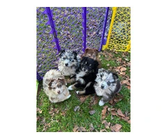 Merle and tri Australian Shepherd puppies