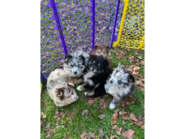 Merle and tri Australian Shepherd puppies - 2/5